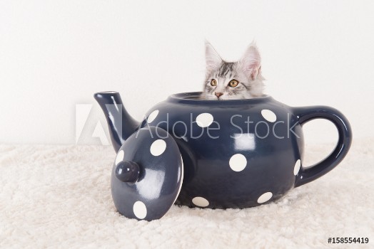 Picture of Maine coon kitten in tea pot